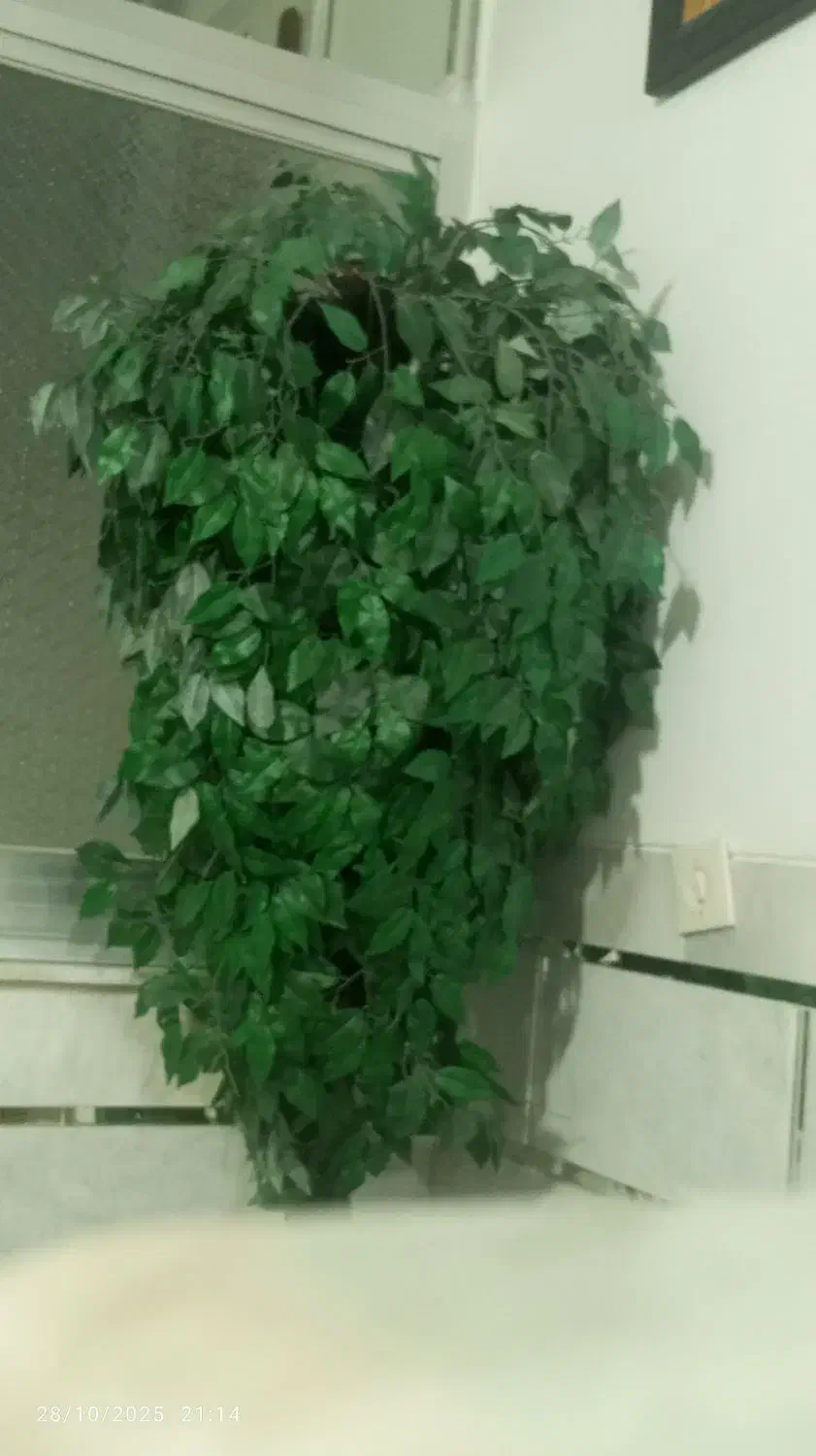 بلسنقدید|گل مصنوعی|شاهرود, |دیوار