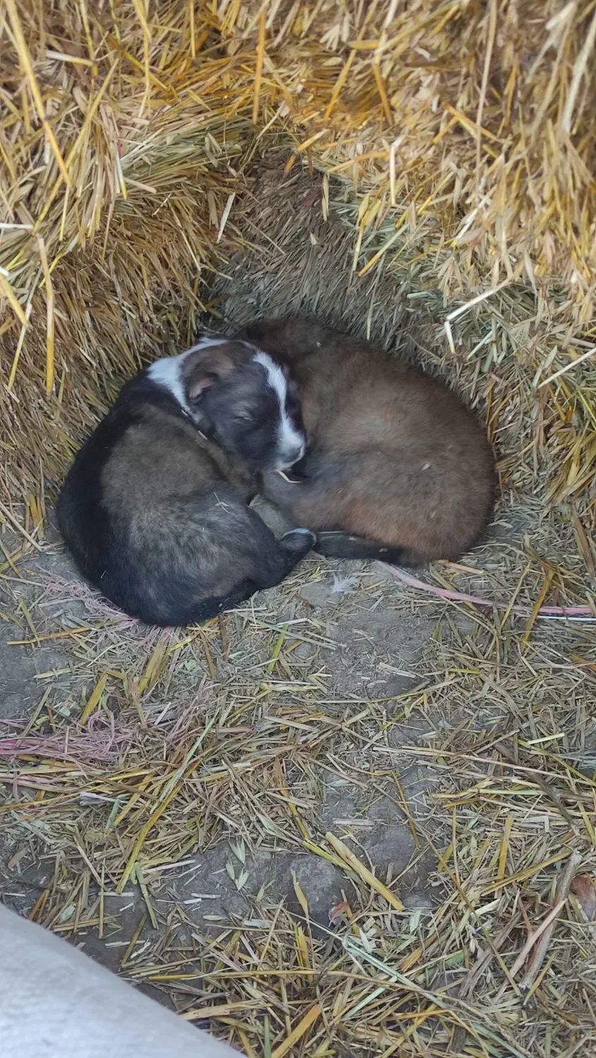 توله سگ ۲ عدد|سگ|گرمی, |دیوار