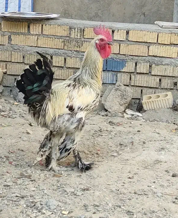 خروس دیلگونی پا بلند|حیوانات مزرعه|دهدشت, |دیوار