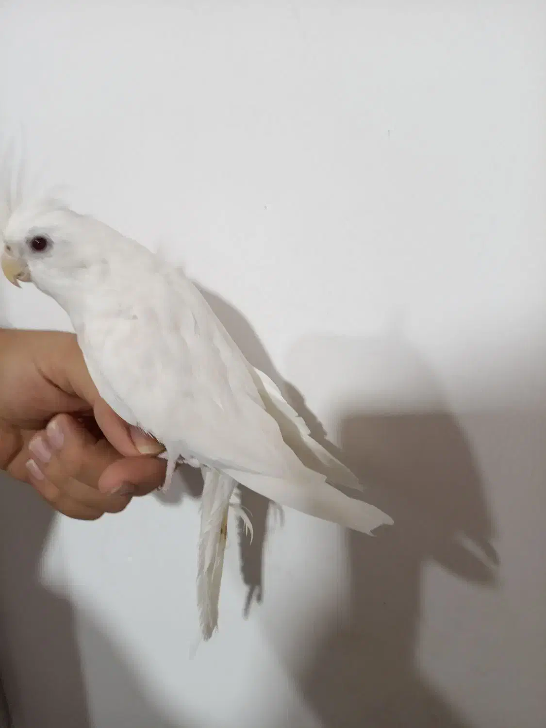 عروس هلندی نر آلبینو|پرنده|کنارک, |دیوار