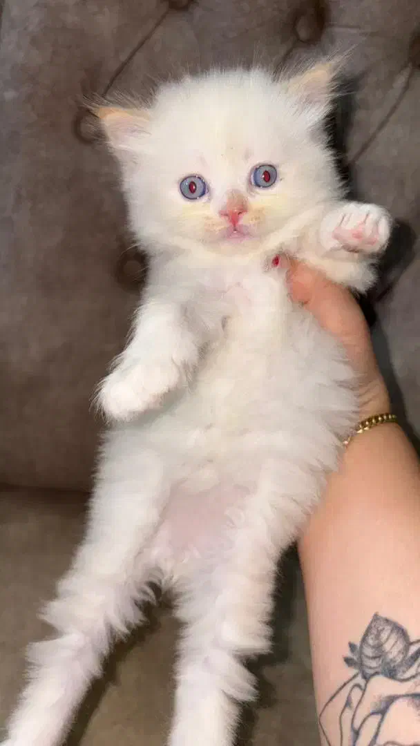 فروش گربه نژاد دار|گربه|گرگان, |دیوار