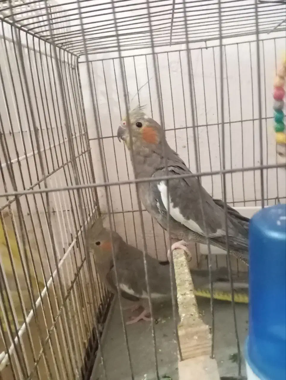 عروس هلندی|پرنده|مینودشت, |دیوار