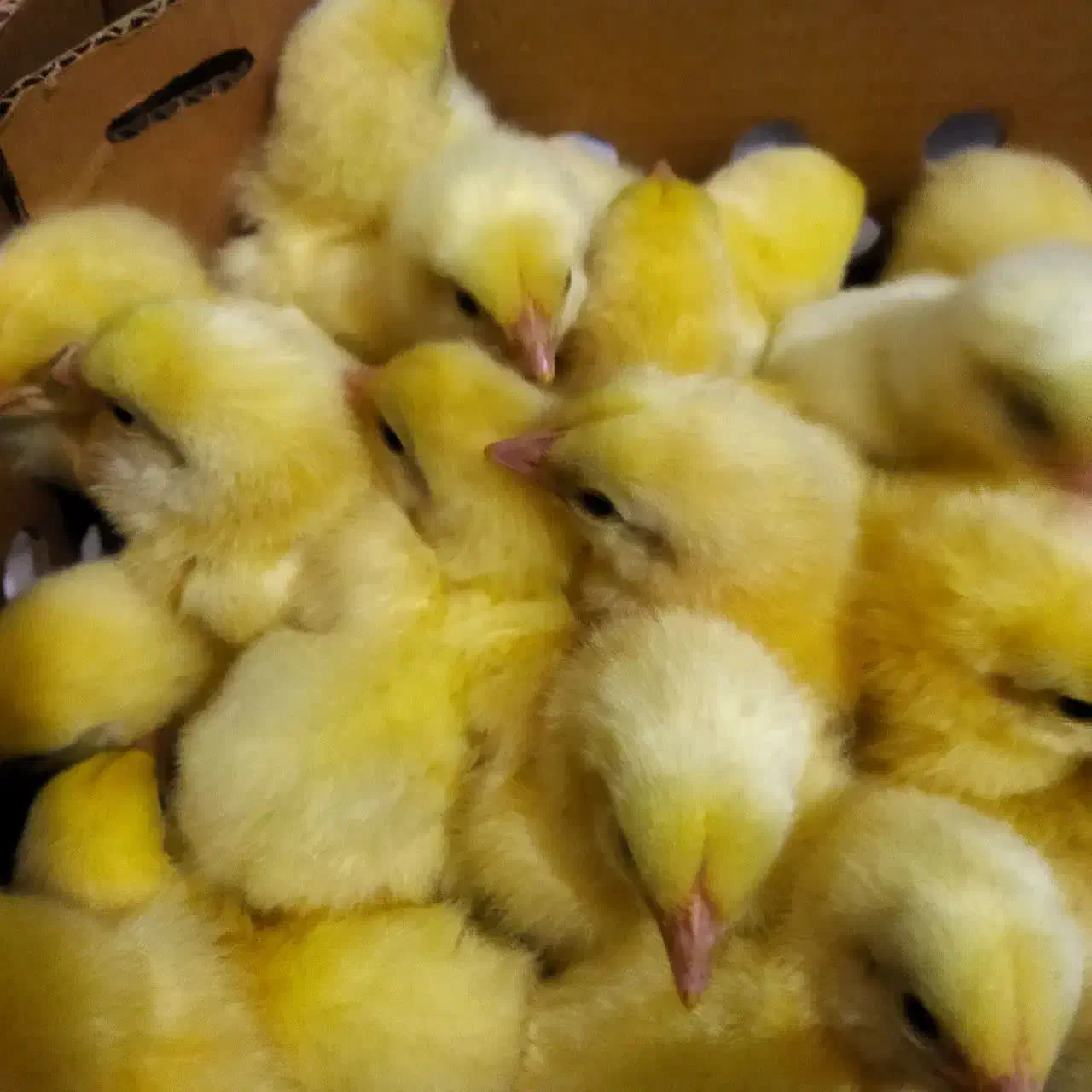 جوجه گوشتی راس|حیوانات مزرعه|ساری, |دیوار