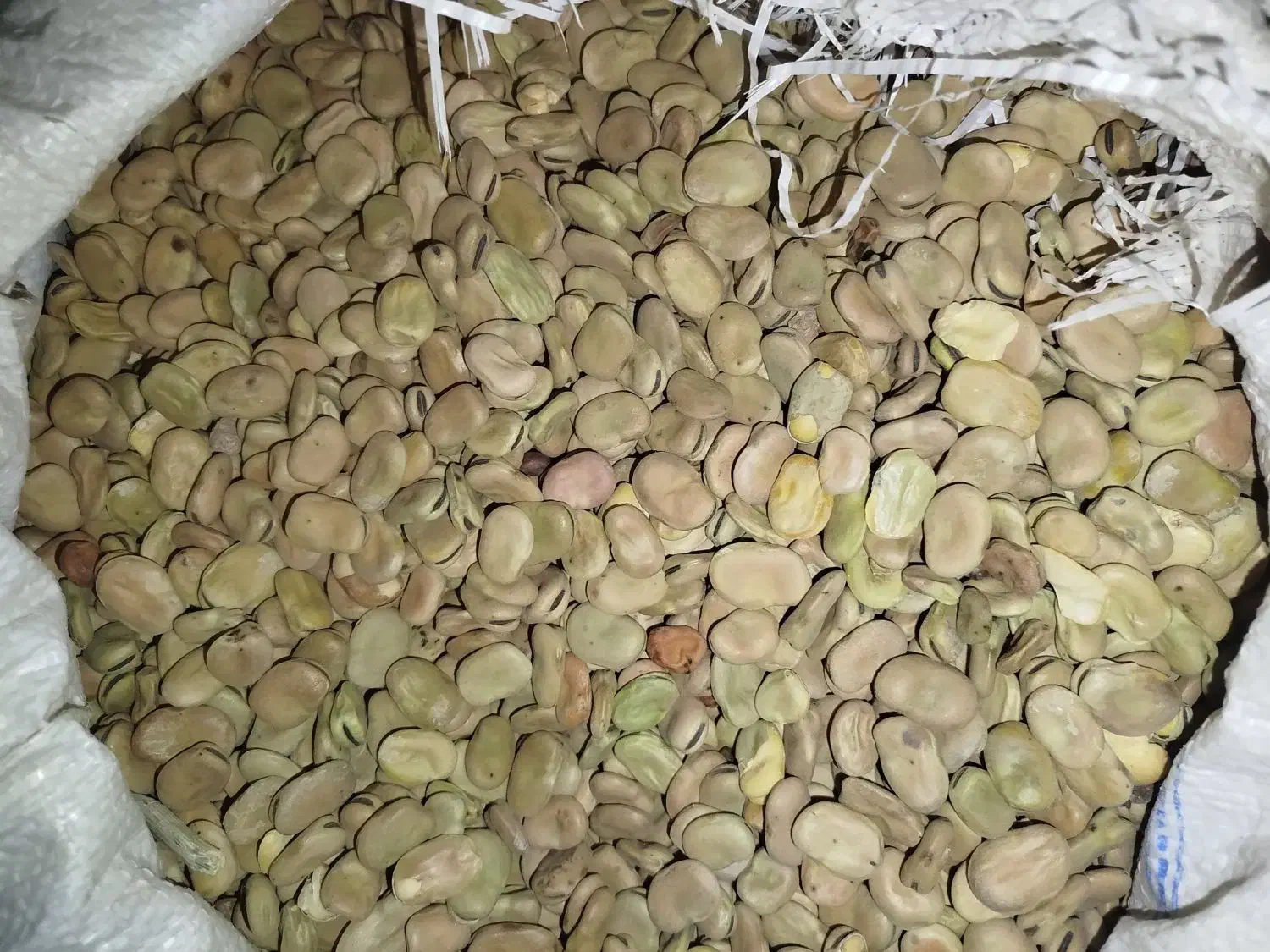 باقله یا باقلا|عمدهفروشی|چگنی, |دیوار