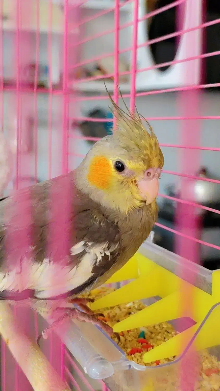 عروس هلندی گم شده|پرنده|محمدشهر, جعفرآباد|دیوار