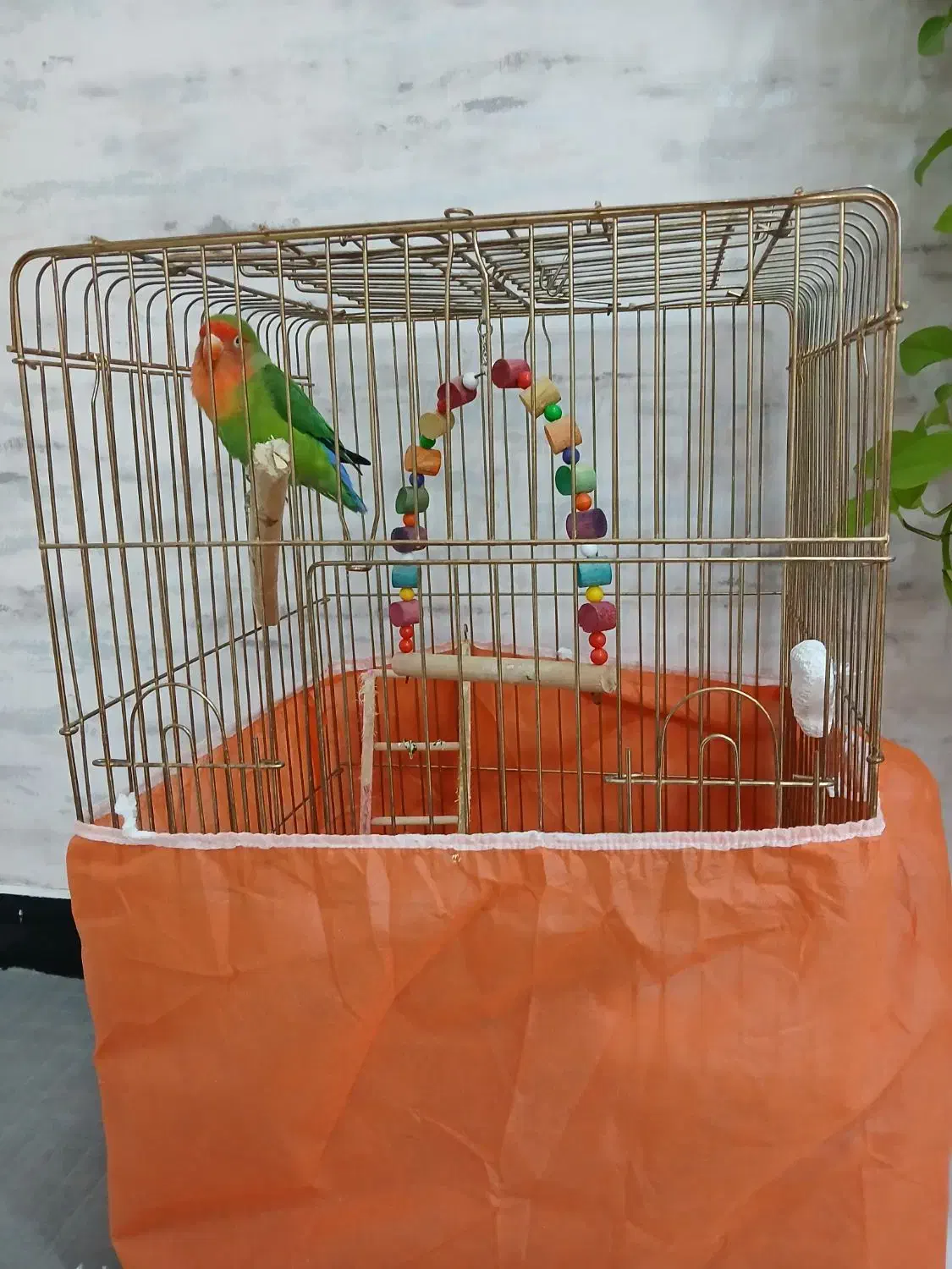 طوطی برزیلی سخنگو|پرنده|ایوان, |دیوار