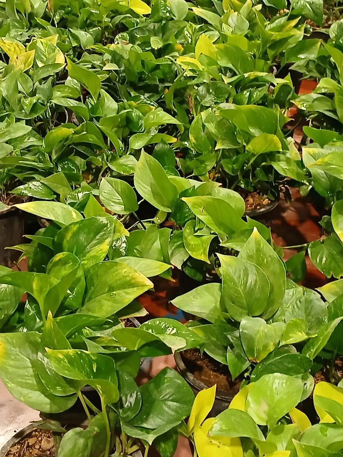 گل وگیاه اپارتمانی|گل و گیاه طبیعی|قم, پاسدار|دیوار