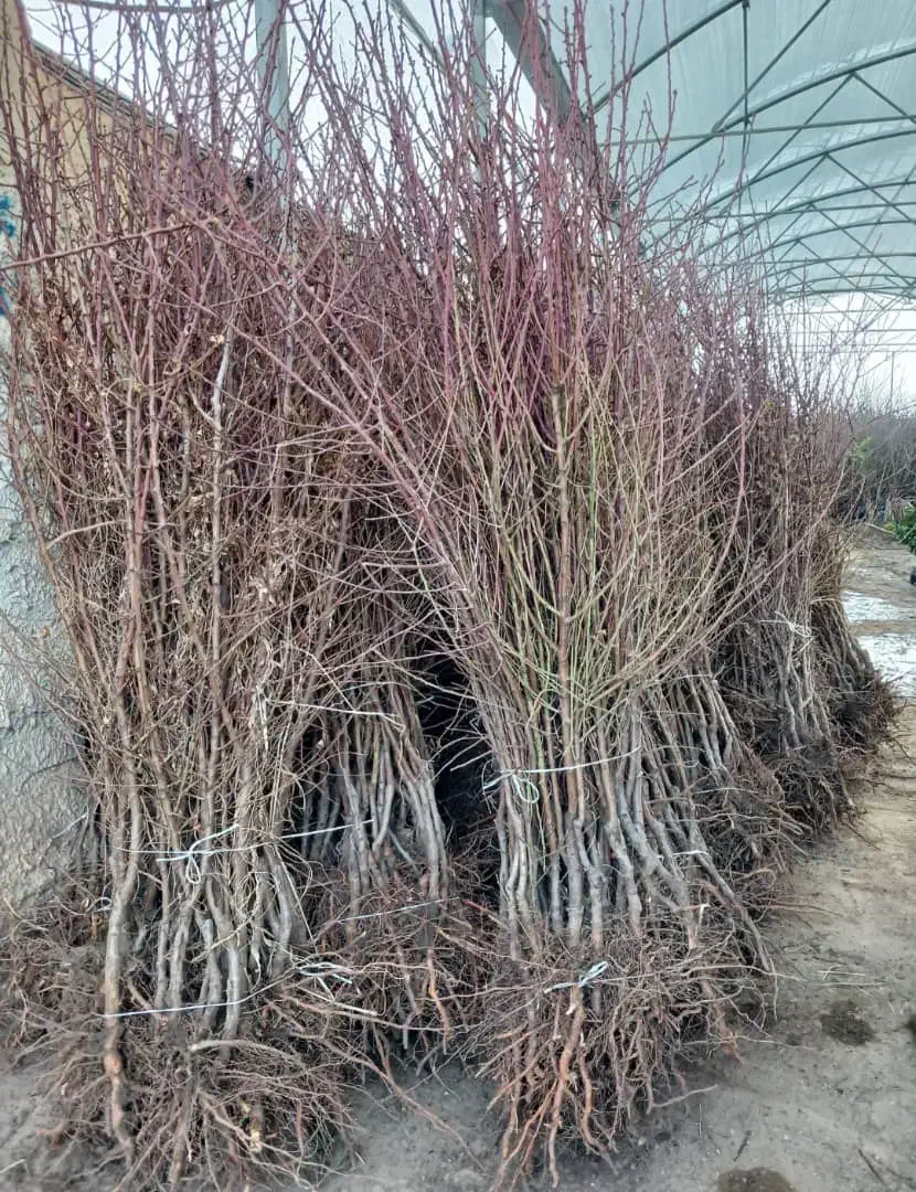 نهالـبــادام تــونو|خدمات باغبانی و درختکاری|مریوان, |دیوار