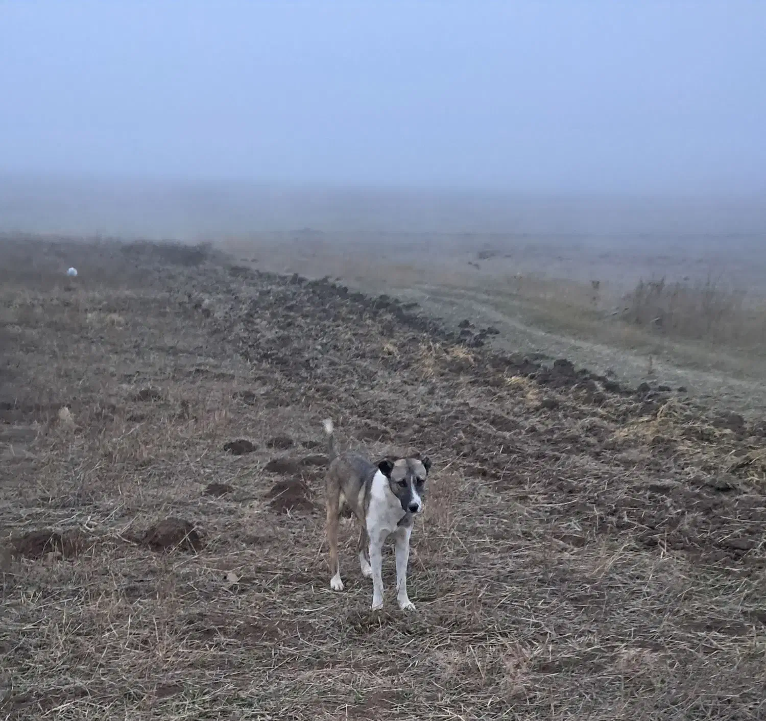 سگ گله نر|سگ|مرادلو, |دیوار