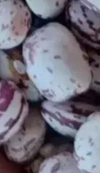 لوبیا چیتی تازه ی دینارون. کره. گاوداری.|عمده‌فروشی|ایذه, |دیوار