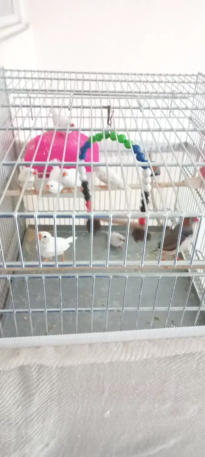 پرنده|پرنده|تهران, زرگنده|دیوار