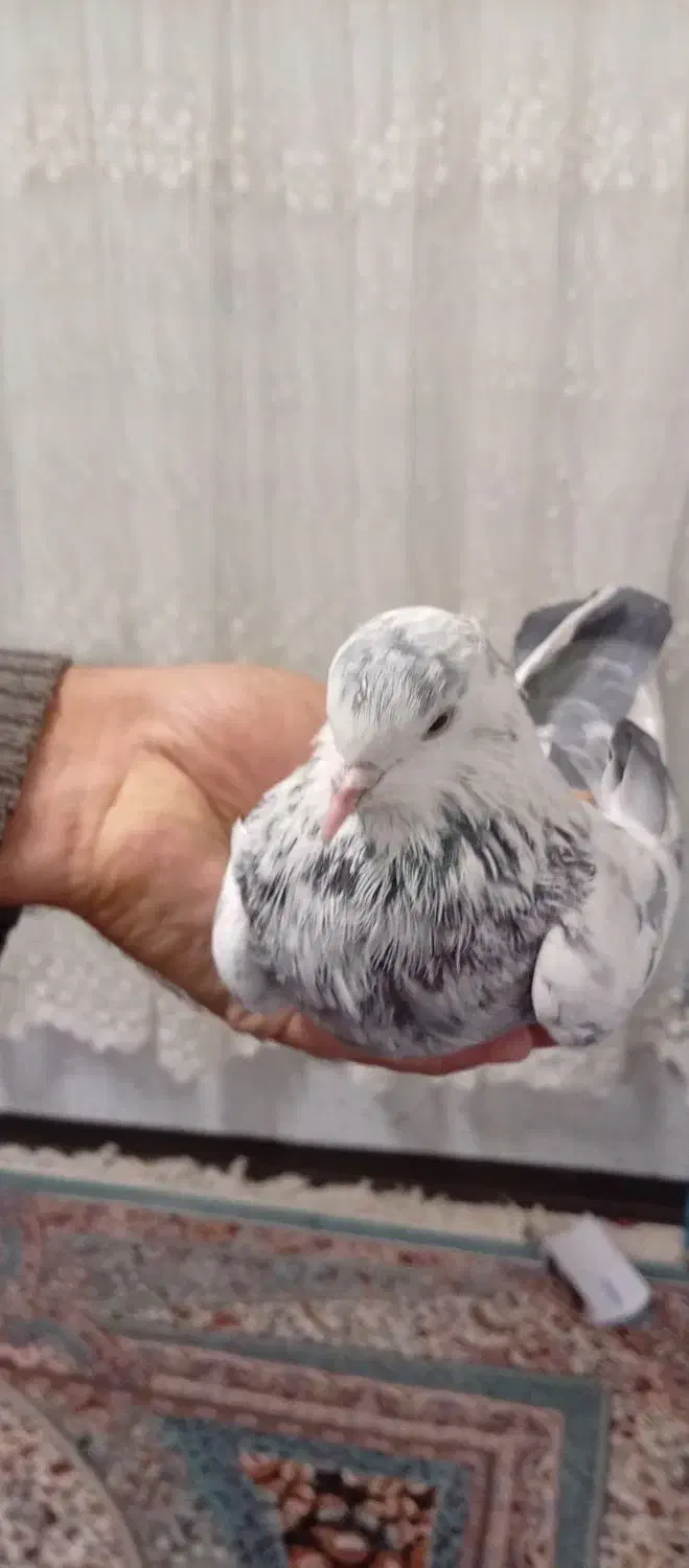 کبوتر پرشی|پرنده|کهریزک, |دیوار