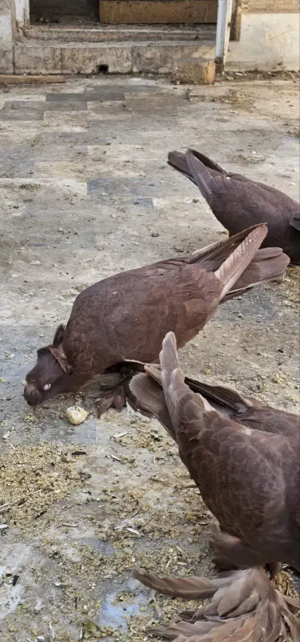 رواعب رواعبی دوکاکل|پرنده|قم, شهرک سازمان آب|دیوار
