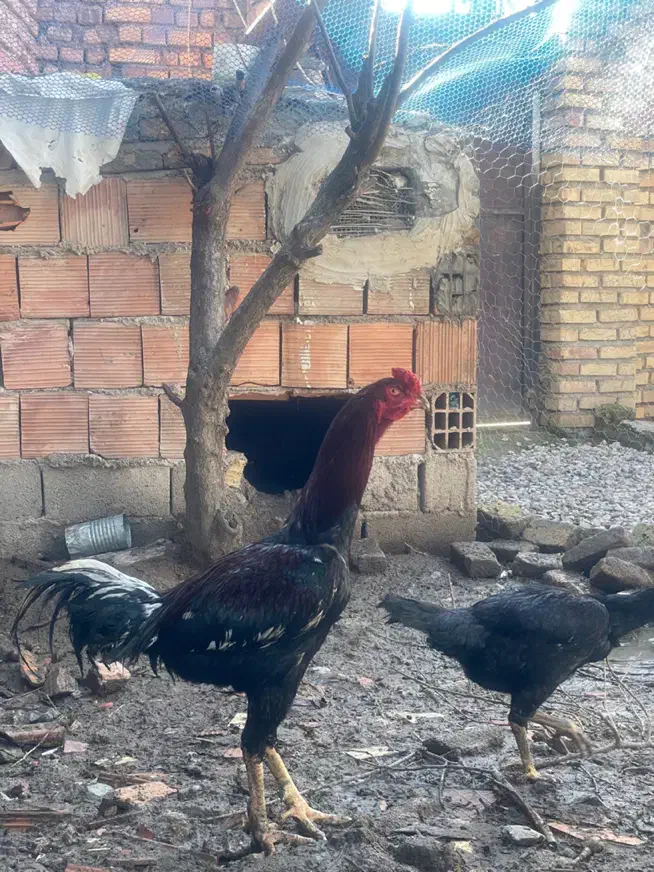 خروس لاری|حیوانات مزرعه|خان ببین, |دیوار