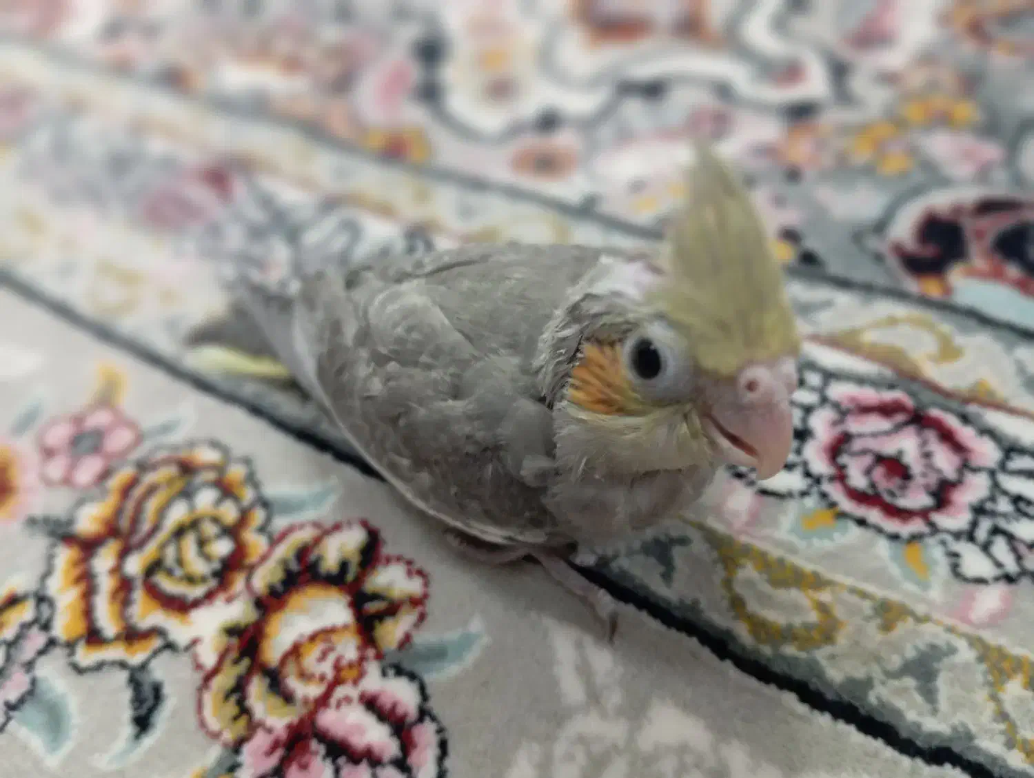 عروس هلندی|پرنده|اهواز, کوی باهنر|دیوار