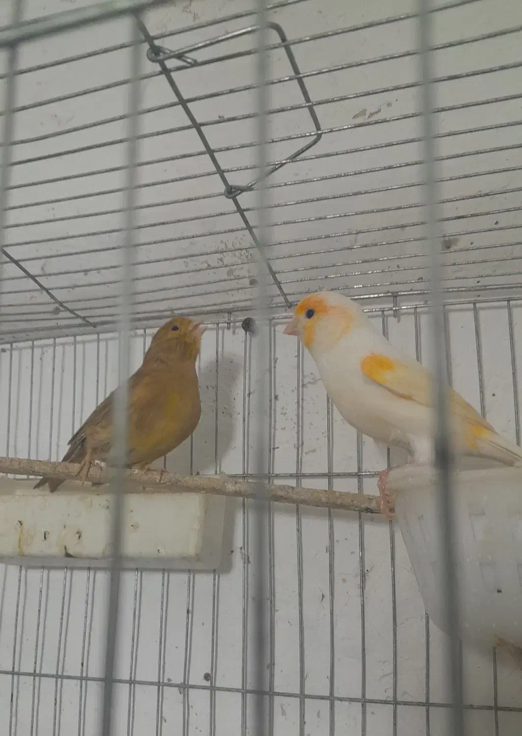 فروش دو جفت قناری آماده مست مست|پرنده|پارسآباد, |دیوار