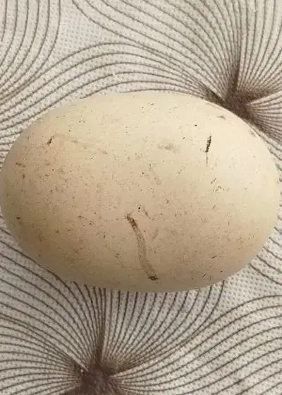 سنگ آسیاب|کلکسیون اشیاء عتیقه|نیشابور, سرآب کوشک|دیوار