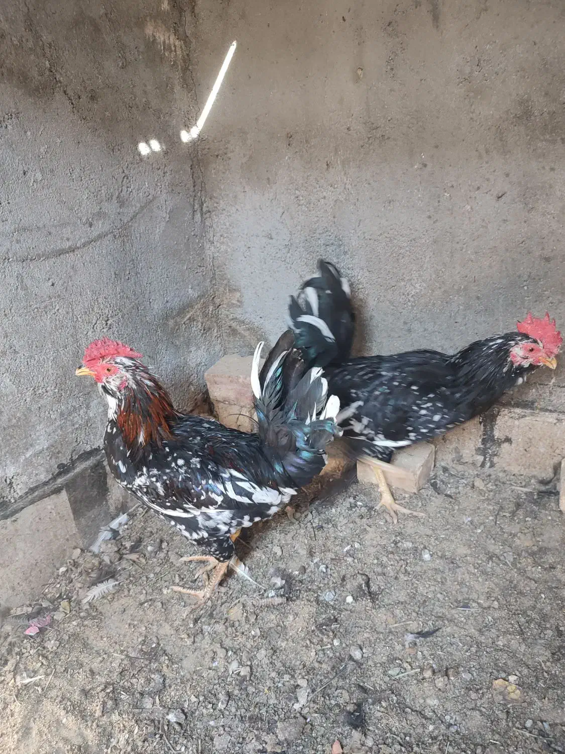 جوجه گلین ۴۰تاج،و خروس|حیوانات مزرعه|یزد, |دیوار