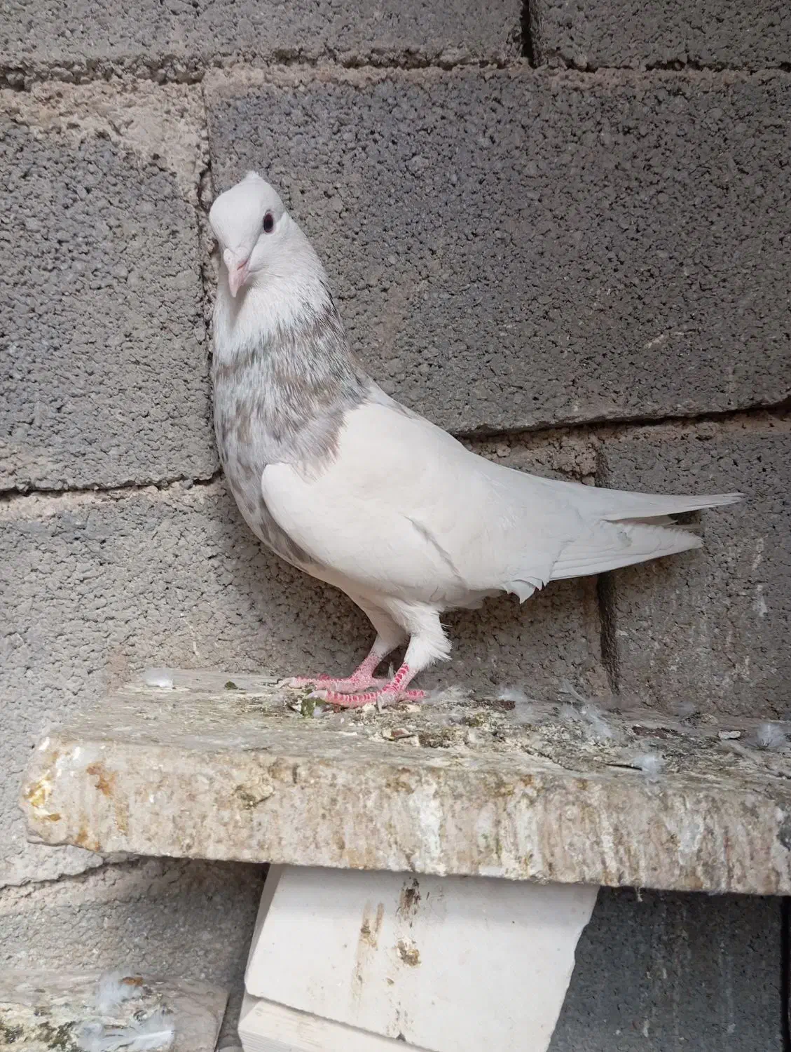 کبوتر طوقی|پرنده|یاسوج, |دیوار