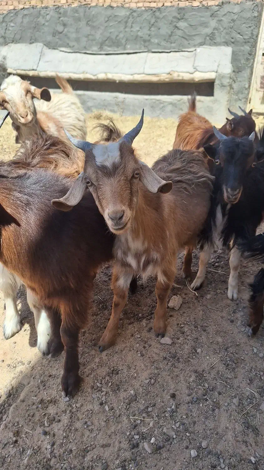 کره بزغاله|حیوانات مزرعه|مهریز, |دیوار