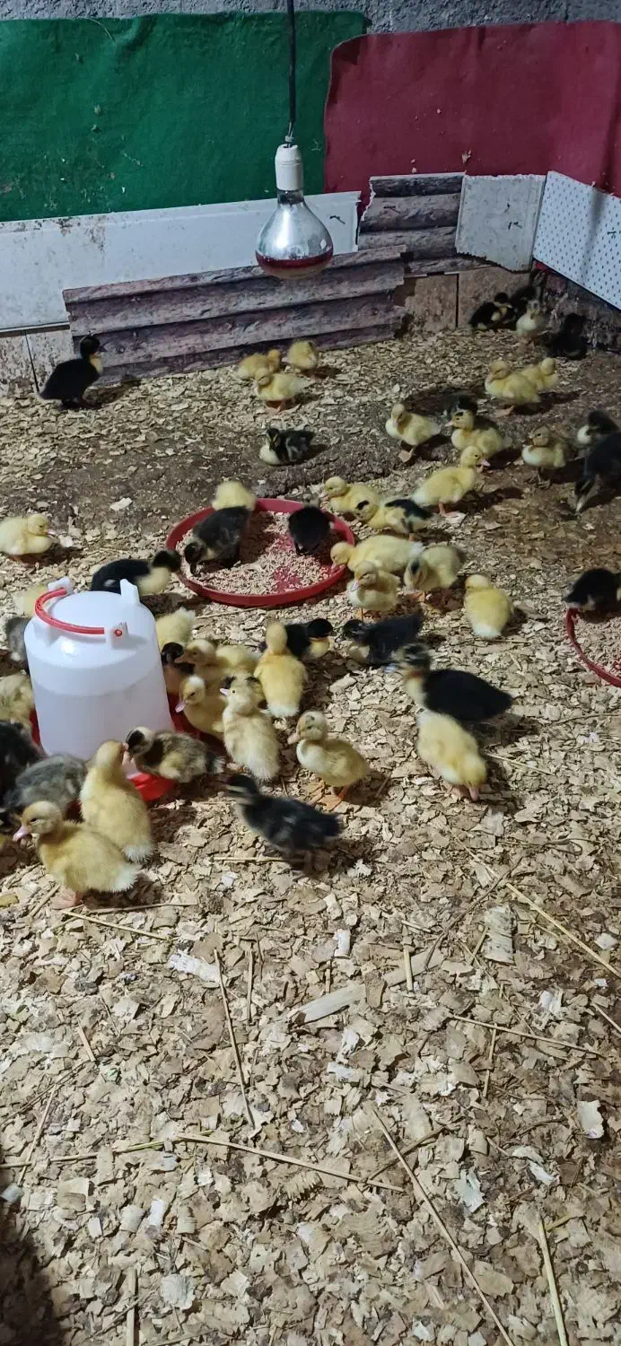 اردک محلی|حیوانات مزرعه|ماسال, |دیوار