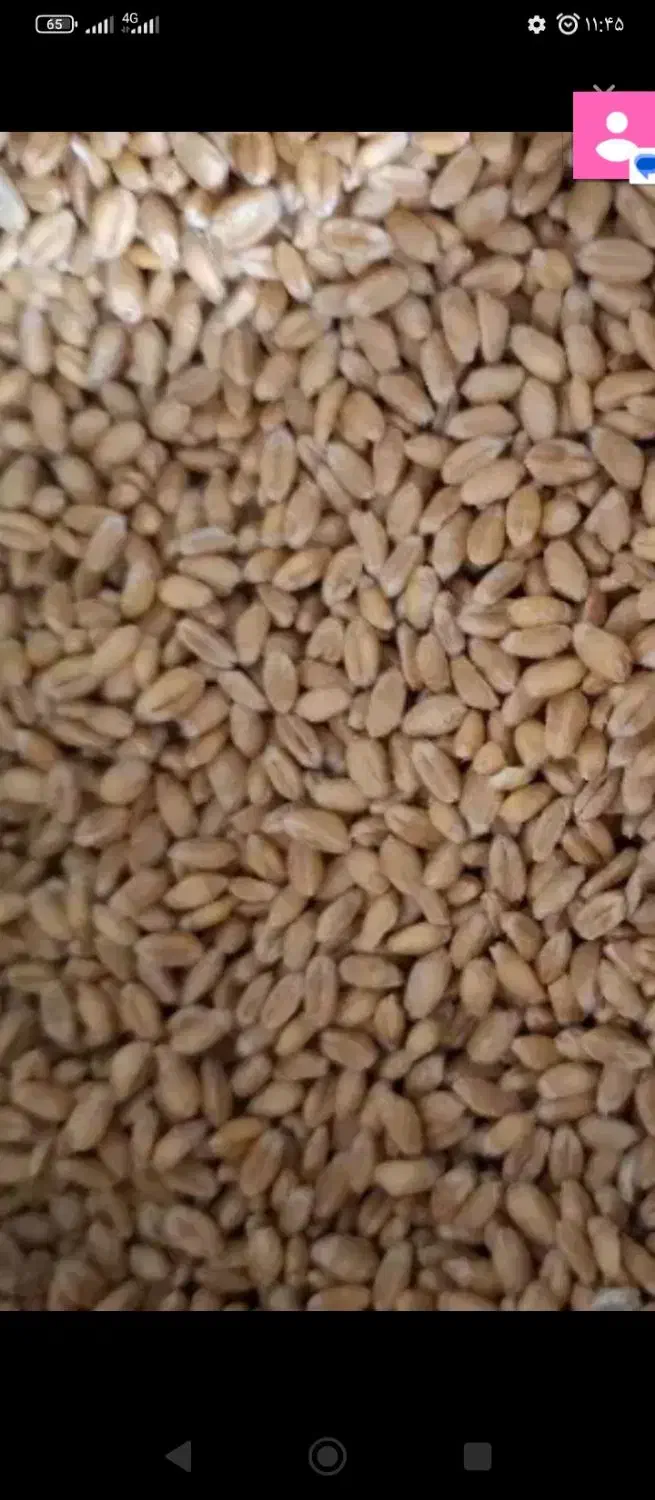 گندم24000|خدمات باغبانی و درختکاری|اراک, |دیوار