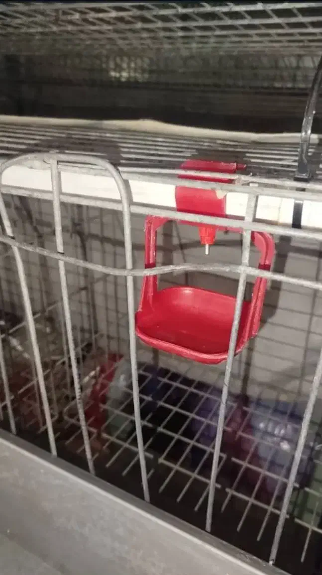 قفس منبری مرغ|لوازم جانبی حیوانات|دلوار, |دیوار