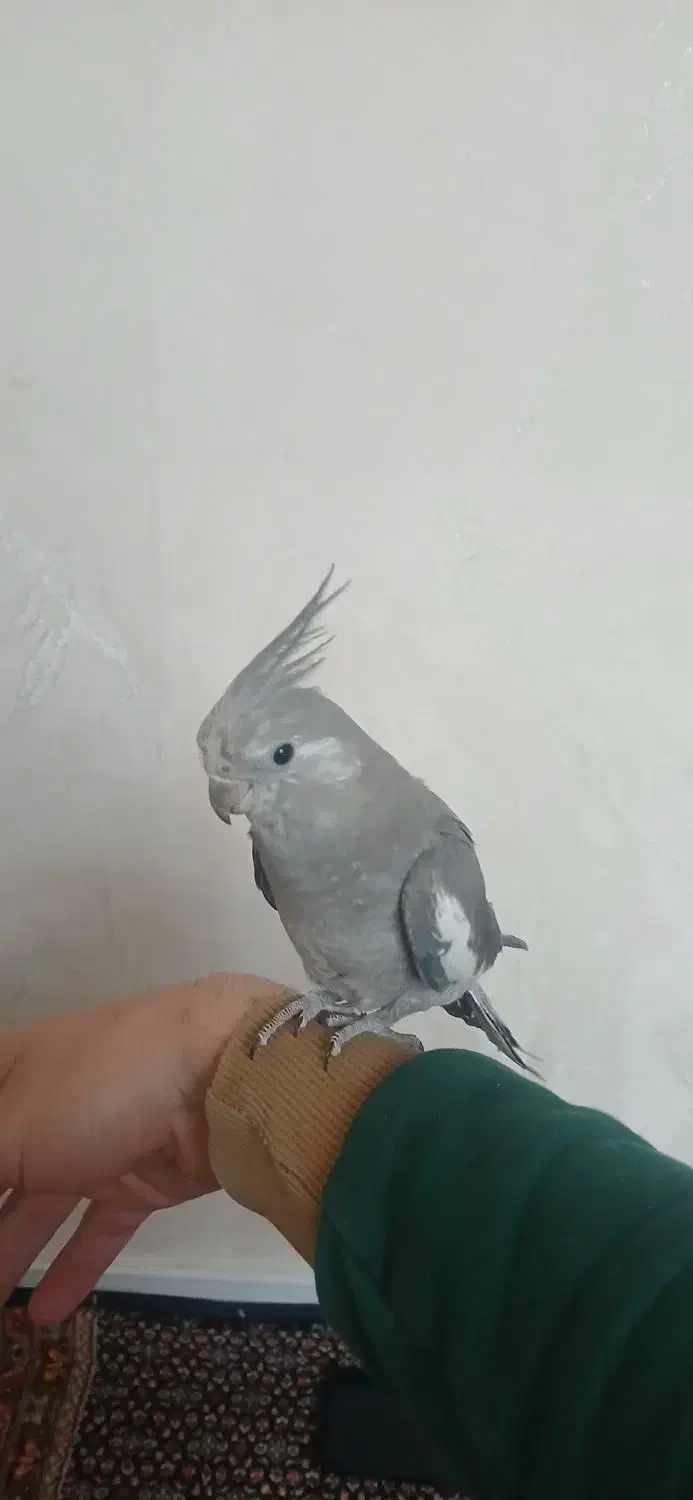 پرنده دستی با قفس|پرنده|تهران, مشیریه|دیوار