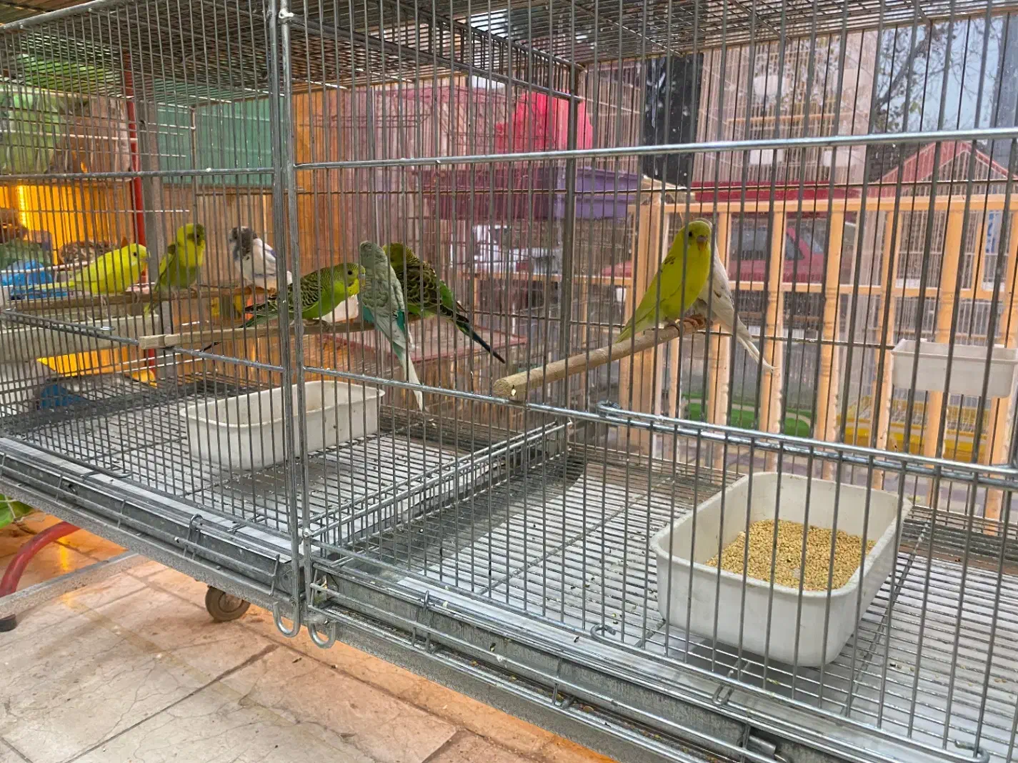 انواع پرنده های خانگی|پرنده|اصفهان, درب سیبه علیا|دیوار