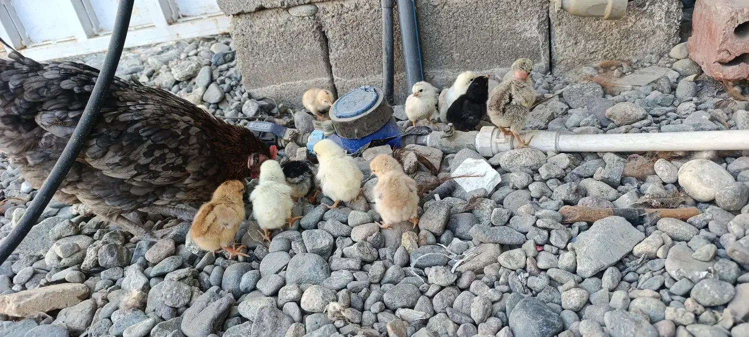 مرغ با جوجه|حیوانات مزرعه|جیرفت, |دیوار