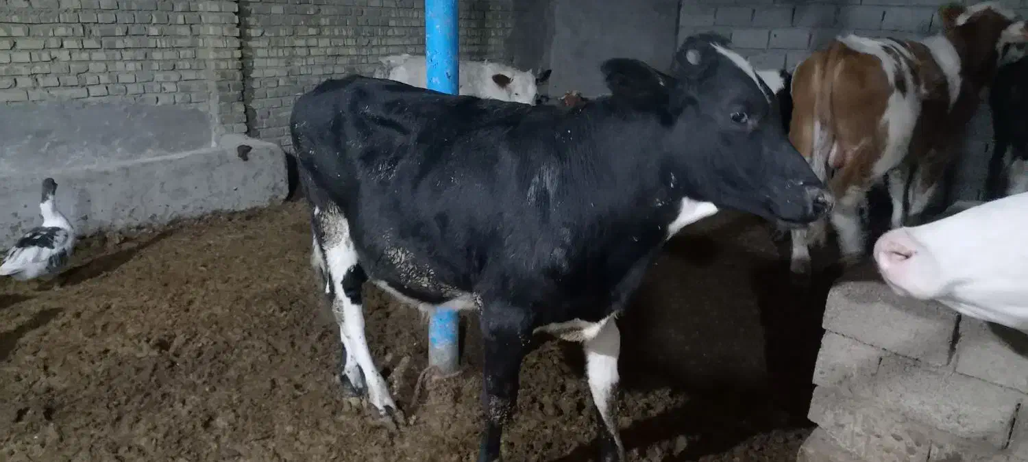 گوساله نر وماده سمینتال|حیوانات مزرعه|سوسنگرد, |دیوار