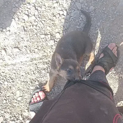 توله.ژرمن.دوبرمن|سگ|مشهد, شهرک صنعتی مشهد|دیوار