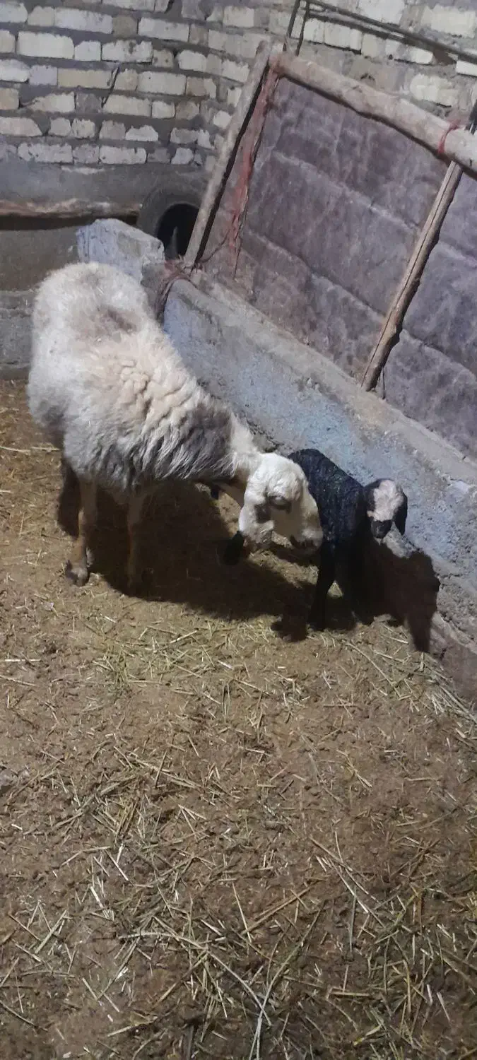 میش بره دار 32|حیوانات مزرعه|قیدار, |دیوار