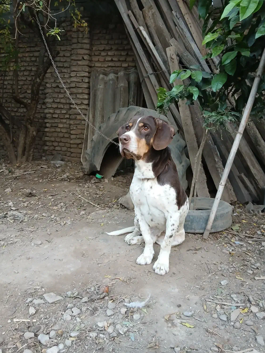 سگ شکاری|سگ|علی‌آباد کتول, |دیوار