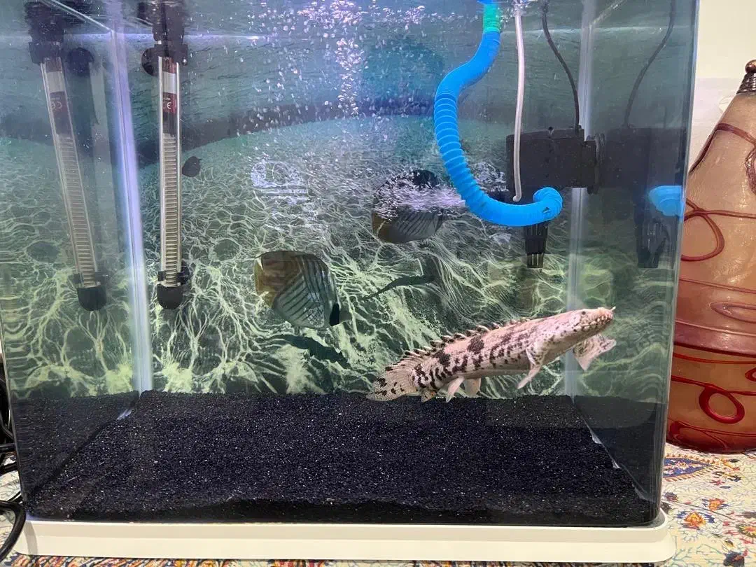 ماهی و آکواریوم زیر قیمت|ماهی|کرج, شهرک بنفشه|دیوار