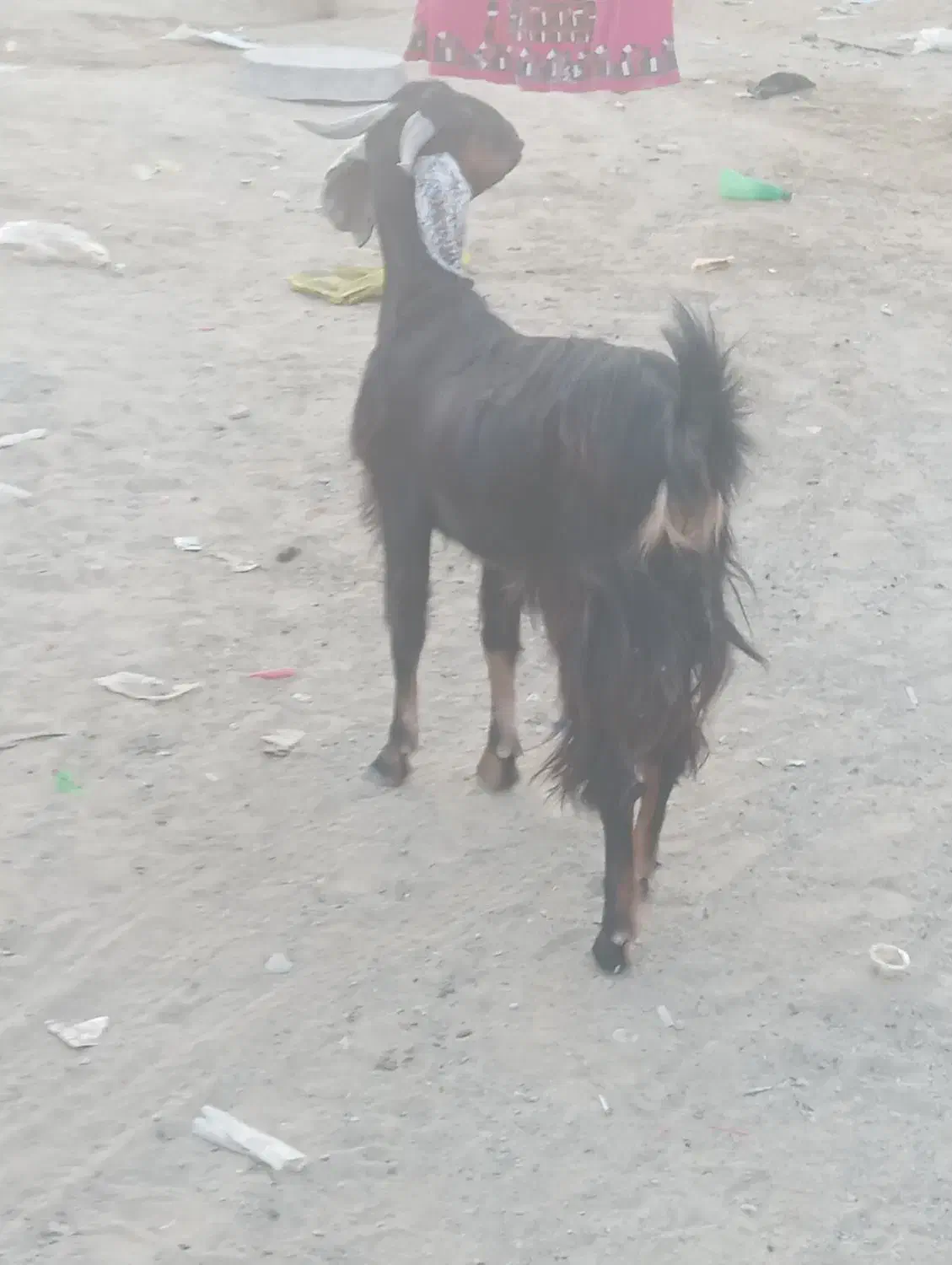 سیستان بلوچستان چابهار کمب للوه مسجد محمد رسول|حیوانات مزرعه|چابهار, |دیوار