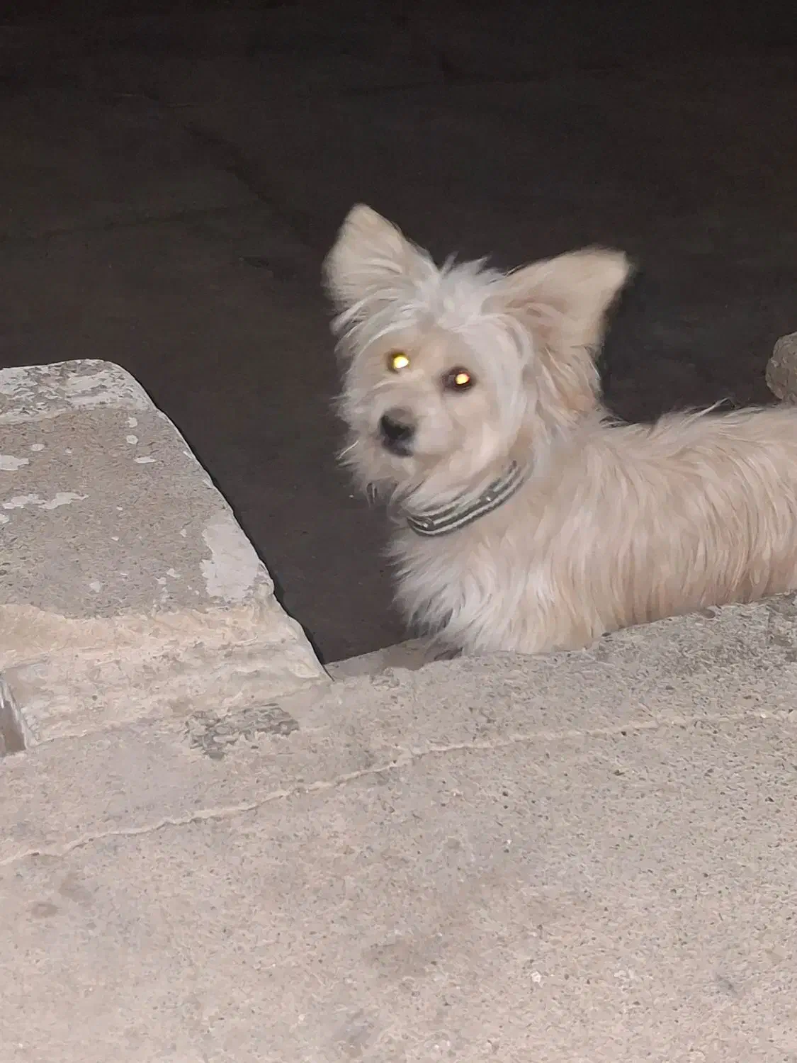 سگ پاپی|سگ|اصفهان, بهارستان|دیوار