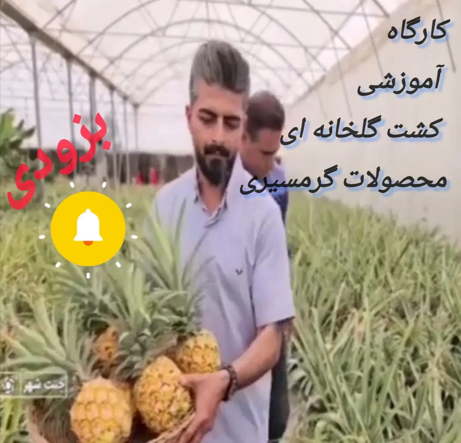 دوره آموزشی کشت گلخانه ای محصولات گرمسیری|خدمات آموزشی|نجفآباد, امیرآباد|دیوار