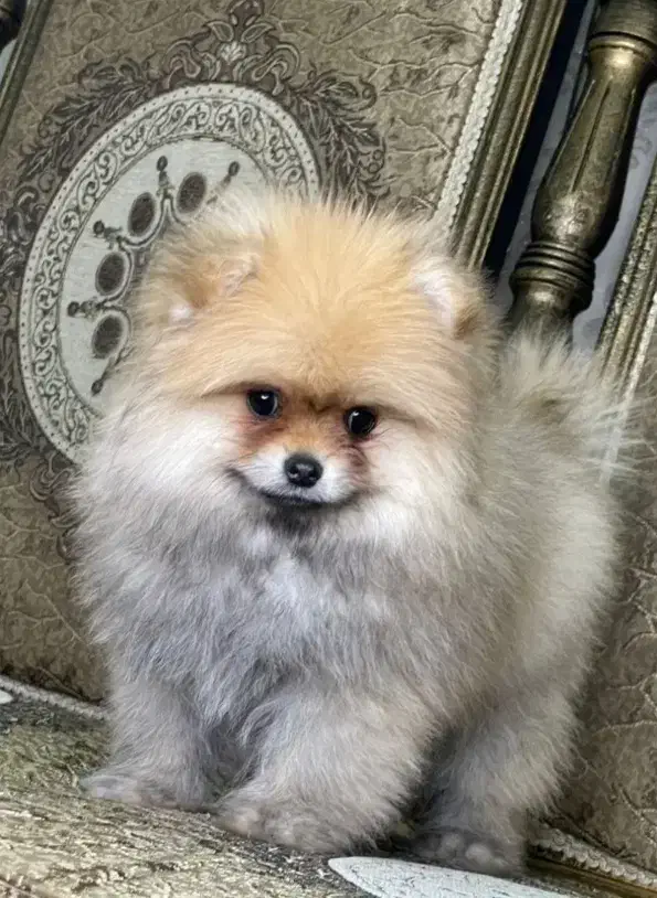 سگ پامر|سگ|سمنان, |دیوار