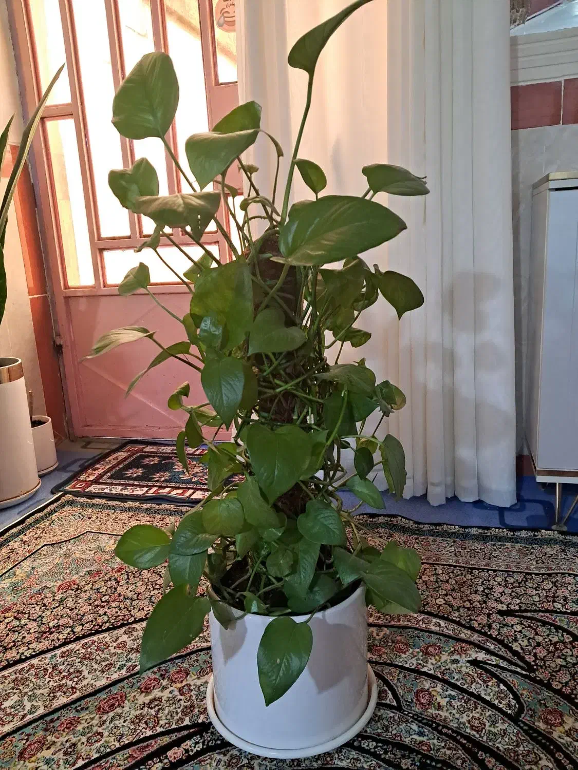 پتوس قیم دار|گل و گیاه طبیعی|ایذه, |دیوار