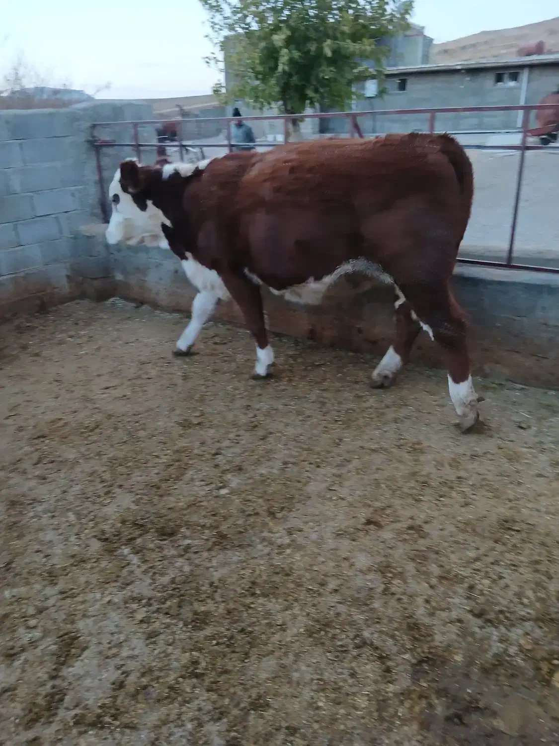 فروش ماده گاوابستن نژادخوب|حیوانات مزرعه|صوفیان, |دیوار