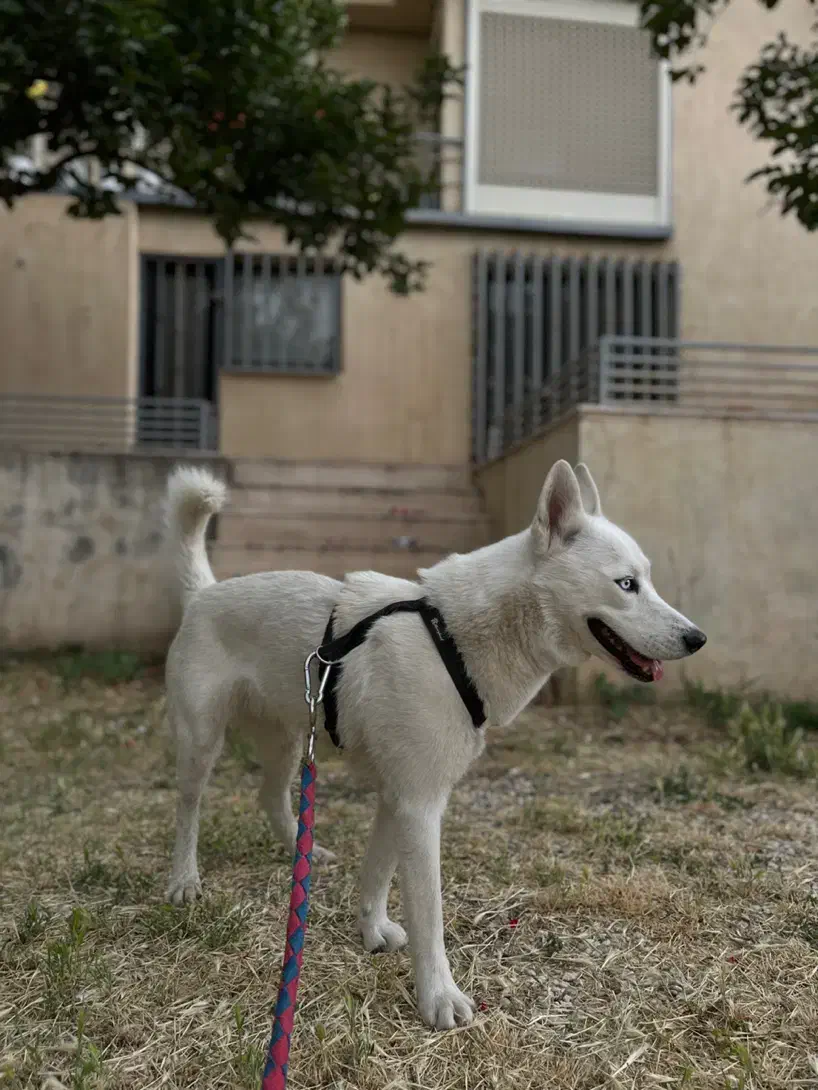 واگذاری سیبرین هاسکی|سگ|شیراز, معالی‌آباد|دیوار