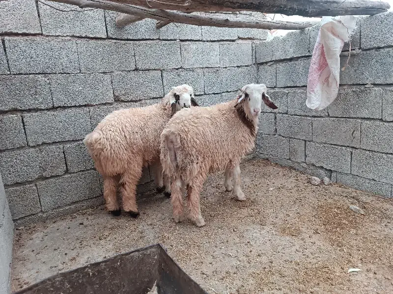 بره شیری|حیوانات مزرعه|اندیمشک, |دیوار