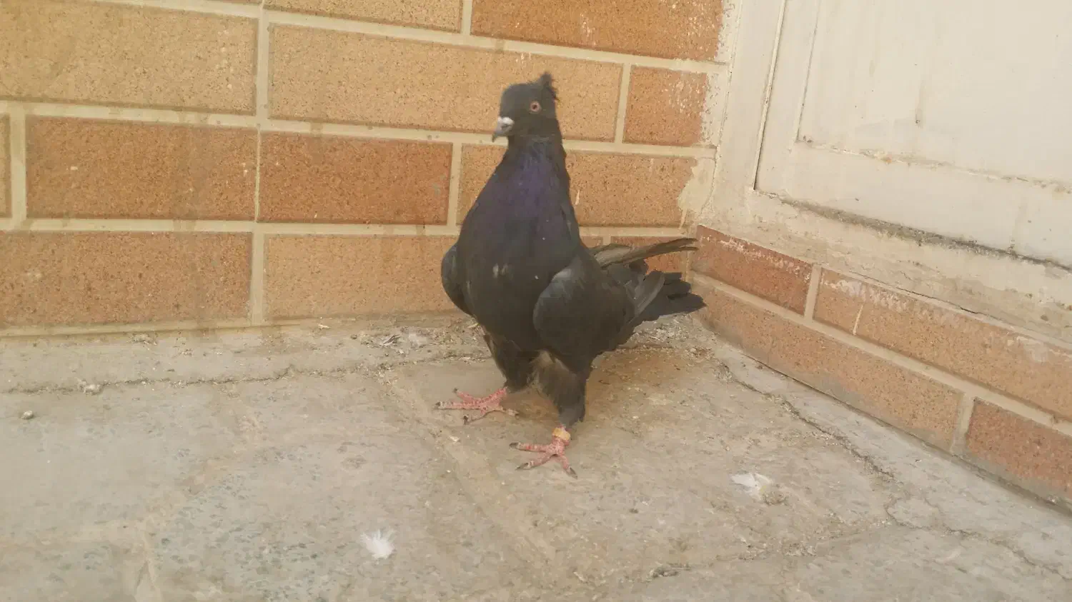 کبوتر سیاه کاکولی اصفهانی|پرنده|اصفهان, سروستان|دیوار