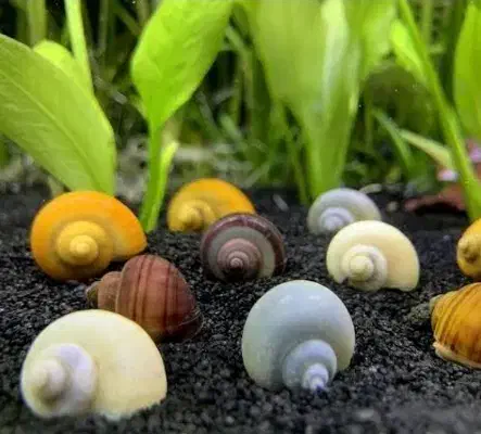 حلزون سیب  آکواریوم|ماهی|مشهد, نوید|دیوار