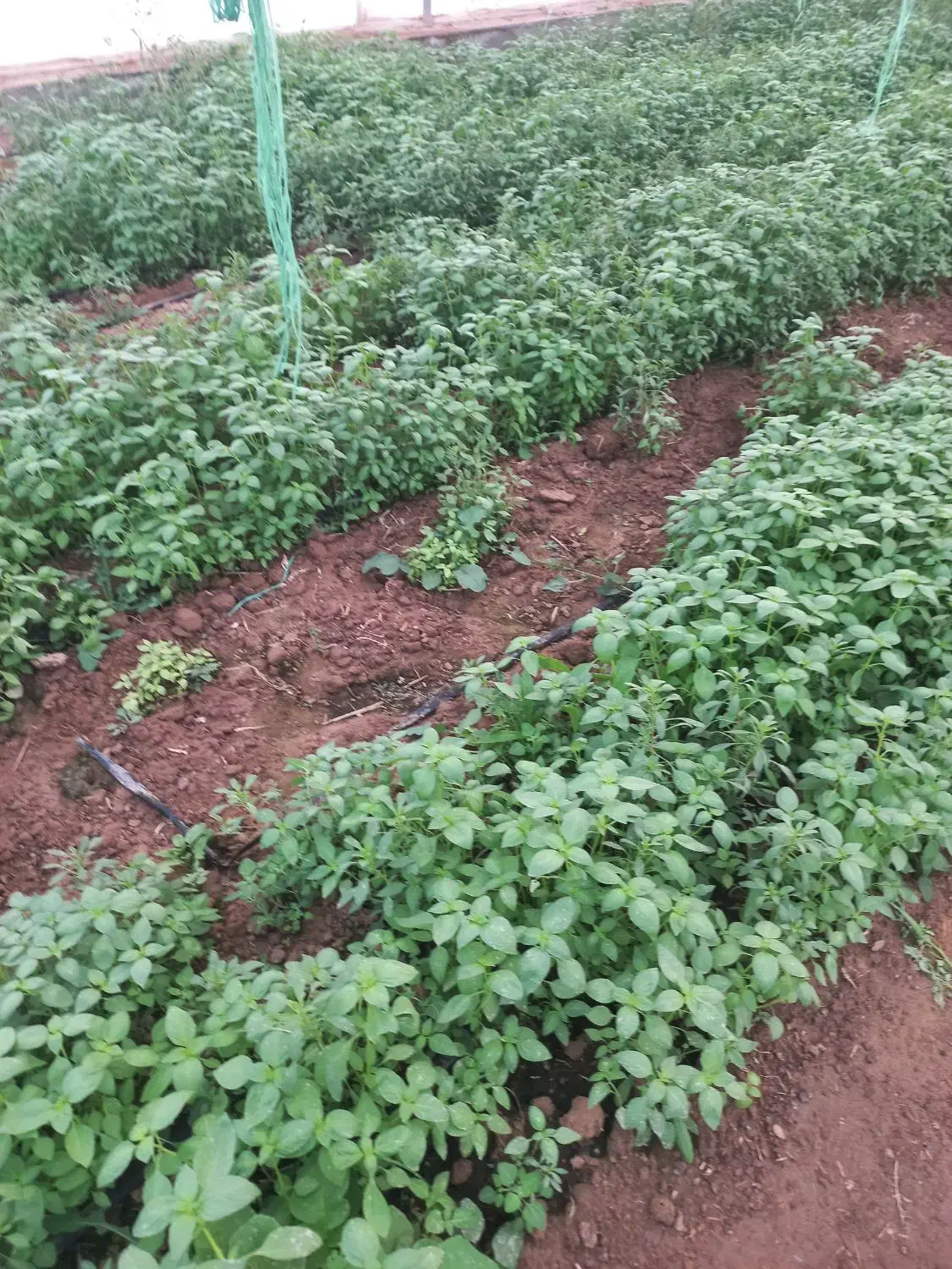 ریحان سمنان کیلویی ۱۰۰ هزارتومان|خوردنی و آشامیدنی|سمنان, |دیوار