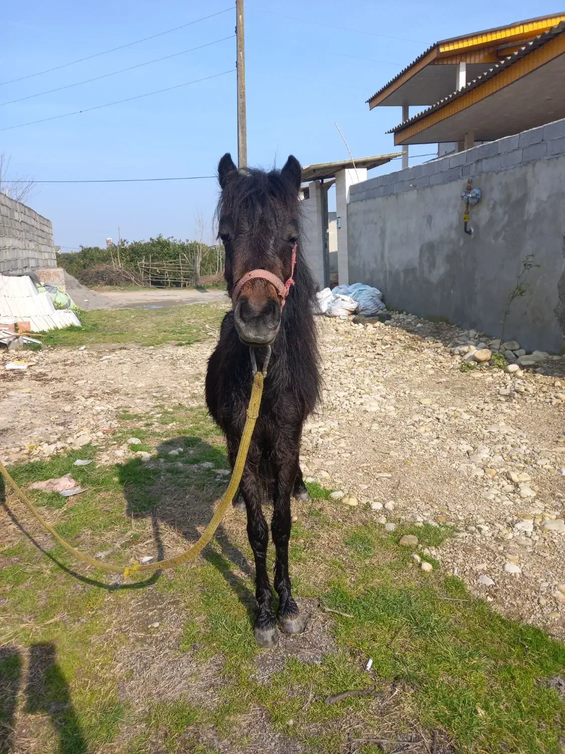 فروش پونی نریون|اسب و تجهیزات اسب‌سواری|بابکان, |دیوار