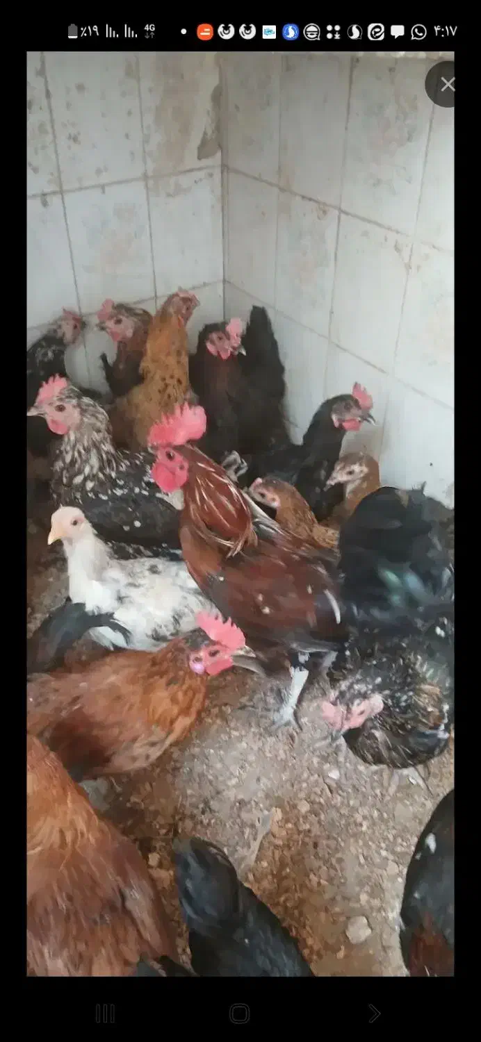 خروس محلی بالغ بزرگ|حیوانات مزرعه|دماوند, دماوند|دیوار