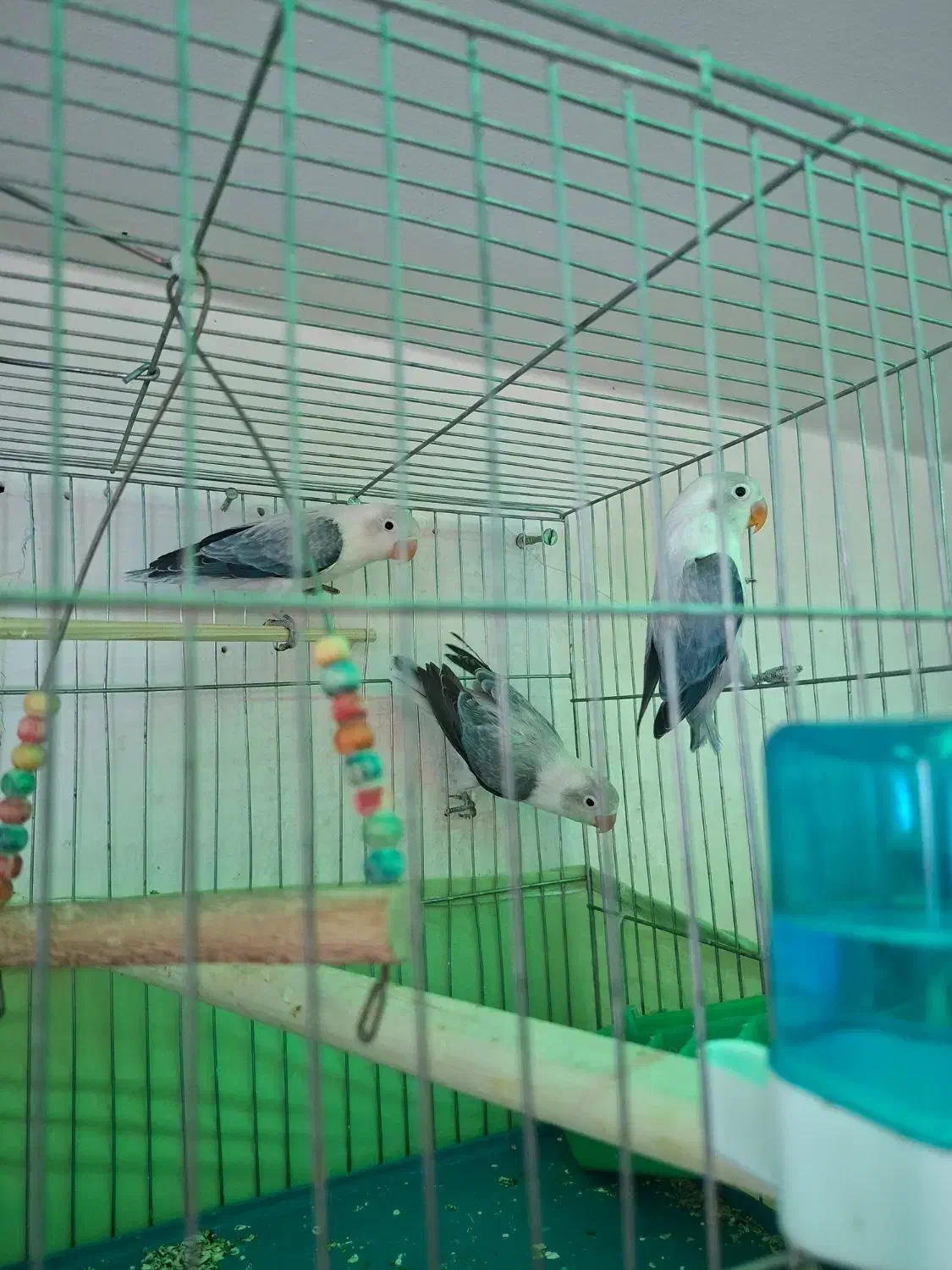 طوطی برزیلی یووینگ پاربلو نر و ماده|پرنده|اسلام‌شهر, شهرک واوان|دیوار