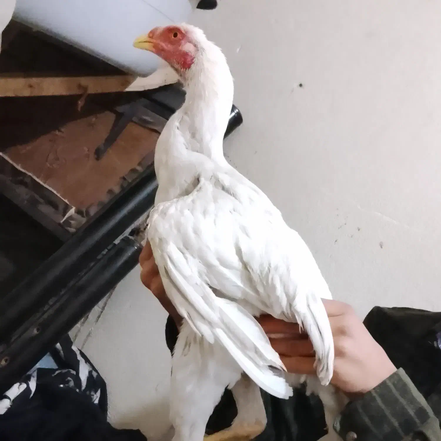 جوجه ای ۵ماه لاری|حیوانات مزرعه|قیدار, |دیوار